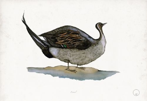 Pintail art print by Tony Fernandes